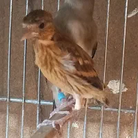 سهره قناری دارچینی سوخته
