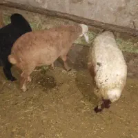 بره ماده|حیوانات مزرعه|تبریز, |دیوار