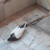 کفتر دم سیاه سینه ای