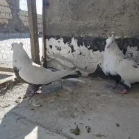 نر و ماده دمی|پرنده|بروجرد, |دیوار