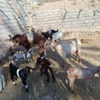 بز پاکستانی