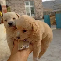 پامر اشپیتز