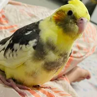 گمشده