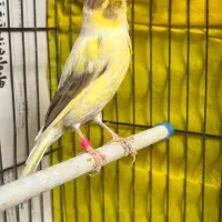 قناری|پرنده|رشت, سعدی (تختی)|دیوار