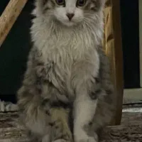 گربه ی گمشده|حیوانات|ارومیه, |دیوار