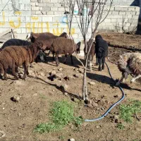 فروش ۷ عدد بره پرواری برا عید قربان