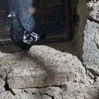 کفتر سبز سوسنی کوهی|پرنده|شیراز, تحویلی|دیوار
