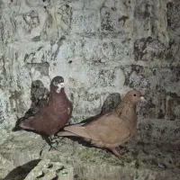 جفت برای جوجه کشی