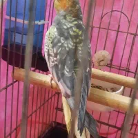 پرنده عروس هلندی|پرنده|قدس, شهرقدس|دیوار