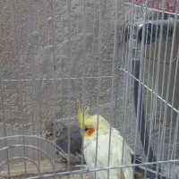 یک جفت عروس هلندی