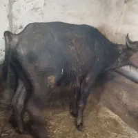 گاومیش|حیوانات مزرعه|نمین, |دیوار