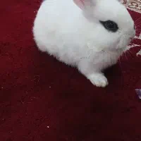 خرگوش ناز خانگی