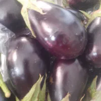 بادنجون  کیلو ۲۰