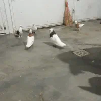 کبوتر|پرنده|مهاباد (آذربایجان غربی), |دیوار