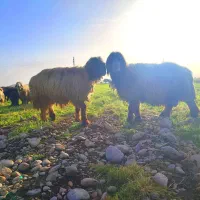 قوچ. کوه قوچ . نرمیش|حیوانات مزرعه|دزفول, |دیوار