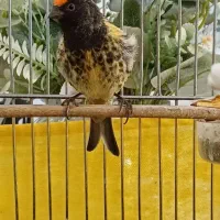 یک عدد گلبسر عطیقه مست به خوان شلاقی|پرنده|شیروان (خراسان), |دیوار