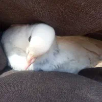 کبوتر|پرنده|دهگلان, |دیوار