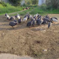 مرغ شاخدار|حیوانات مزرعه|لنگرود, |دیوار