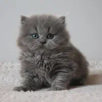 توله پرشین ماده