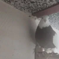 نر طوق سرخ جوون کاکل میخ پاصاف