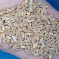 گندم درشت درجه یک
