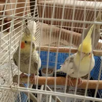 یه جفت عروس هلندی