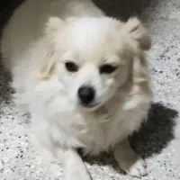 نژاد شیتزو تربیت شده|سگ|قائن, |دیوار