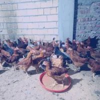 جوجه محلی