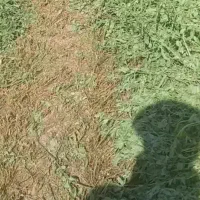 فروش یونجه
