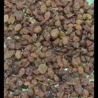 کار در منزل .پاک کردن کشمش در منزل.