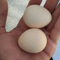 تخم مرغ شاخدار