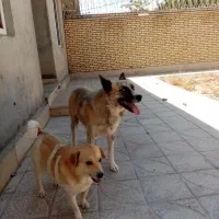 واگذاری 2تاسگ نژاددار|سگ|معصومیه, |دیوار