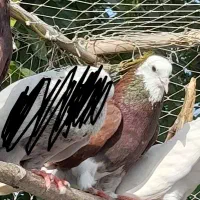 تعدادی کبوتر|پرنده|لشت نشا, |دیوار