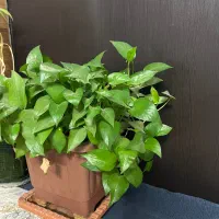 گل طبیعی|گل و گیاه طبیعی|تهران, خزانه|دیوار