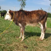 گوساله نر بره پلنگ ماستی گاو لیشه