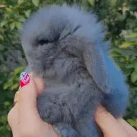 خرگوش لوپ موسوی مجموعه مجاز