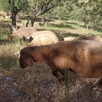 بره نر|حیوانات مزرعه|کلاشی, |دیوار