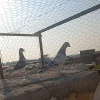 کبوتر شامی|پرنده|رامیان, |دیوار