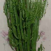 گل افوربیا