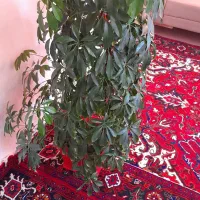 گل طبیعی شفلرا|گل و گیاه طبیعی|سهند, |دیوار