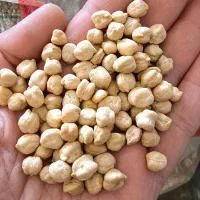 نخود سه خان درجه ۱|عمدهفروشی|نهاوند, |دیوار