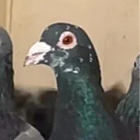 دوتا نر