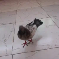 جوجه تاپ