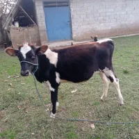 تلیسه دورگ محلی قیمت 55