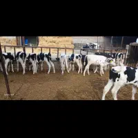 کارگر گاوداری