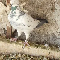 فروش کفتر بهبهانی نقش|پرنده|مرودشت, ثبت احوال|دیوار