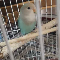 کوتوله برزیلی