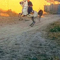 مادیان کرد سواری دار