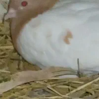 کبوتر کله زر|پرنده|آباده, |دیوار