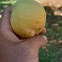 زردآلو ضیاالمکی